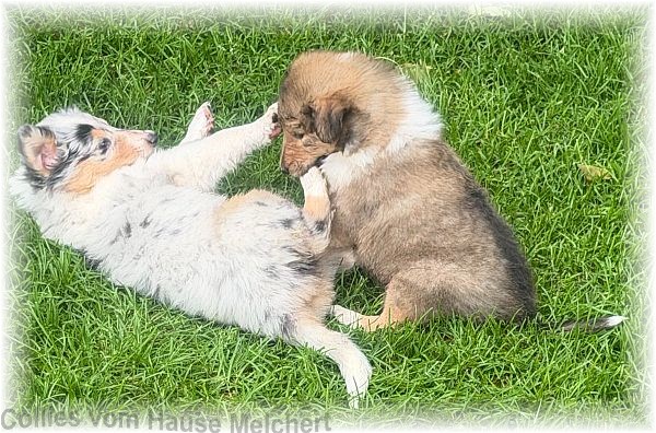 Collies vom Hause Melchert