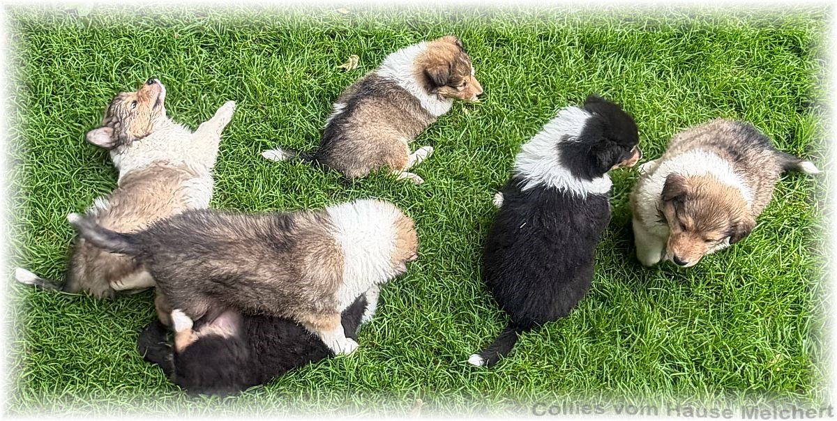 Collies vom Hause Melchert