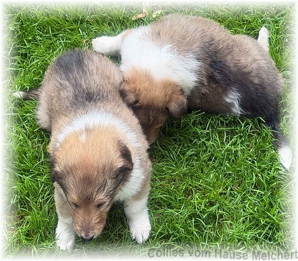 Collies vom Hause Melchert