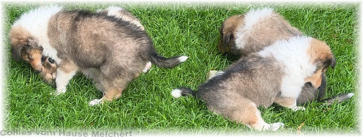 Collie Welpen