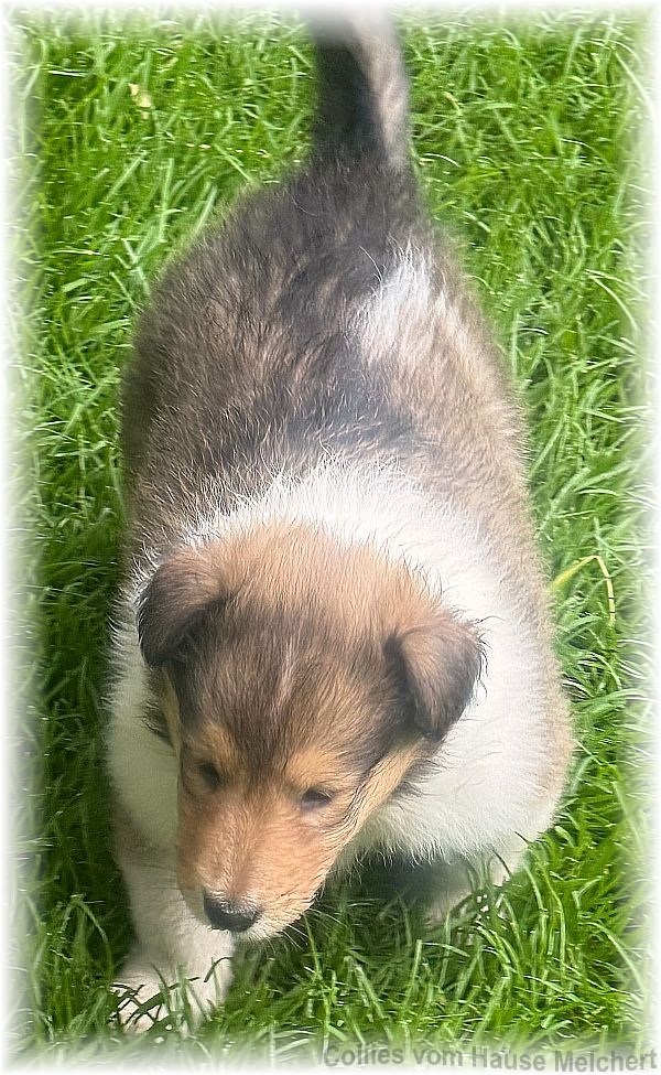 Collies vom Hause Melchert