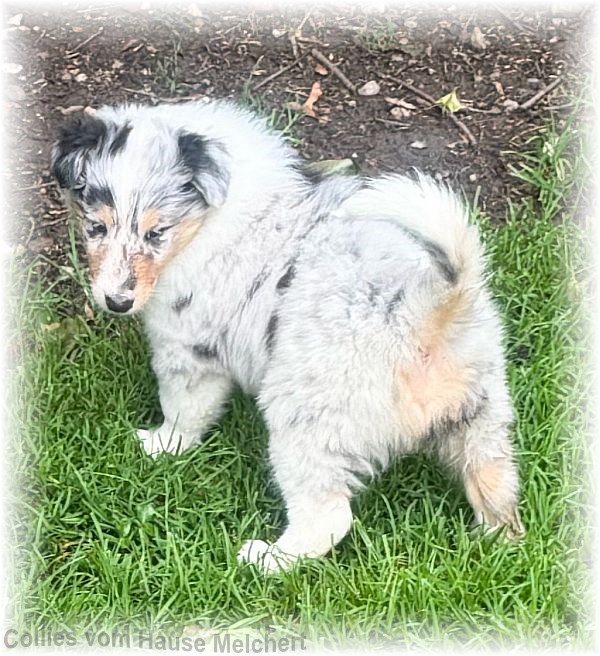 Collies vom Hause Melchert
