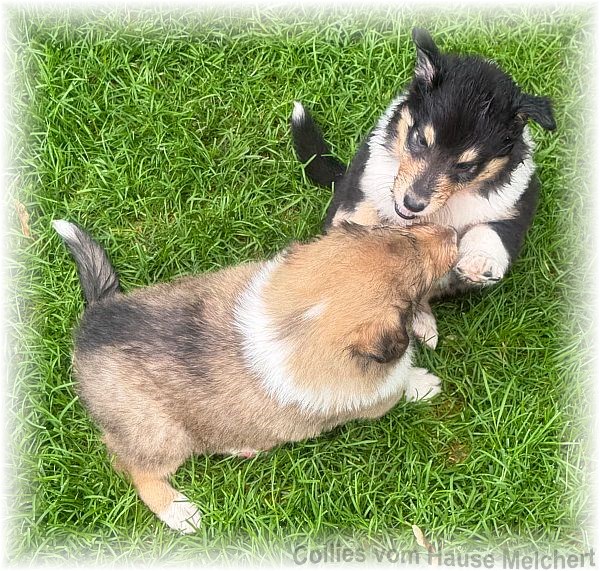 Collies vom Hause Melchert