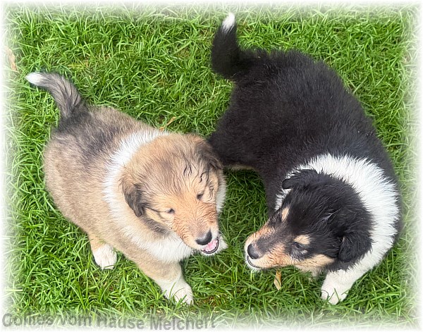 Collie Welpen