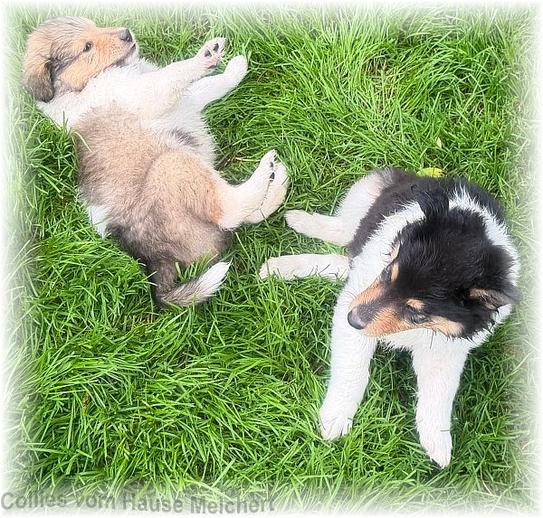 Collies vom Hause Melchert