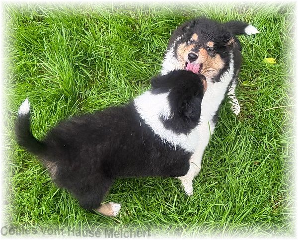 Collies vom Hause Melchert