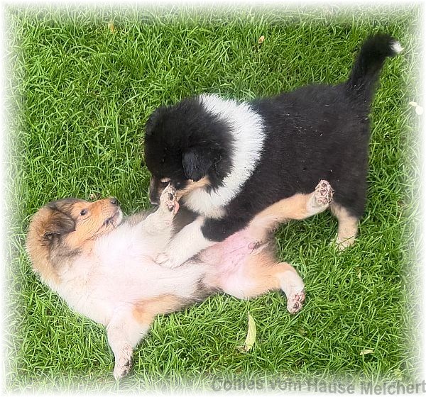 Collies vom Hause Melchert