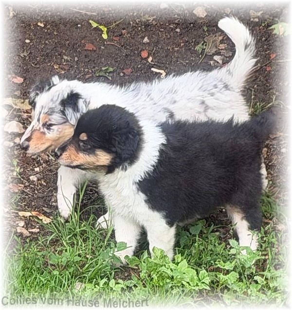Collie Welpen