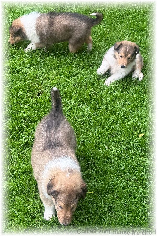 Collie Welpen vom Hause Melchert