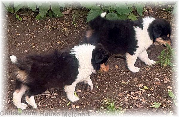 Collie Welpen