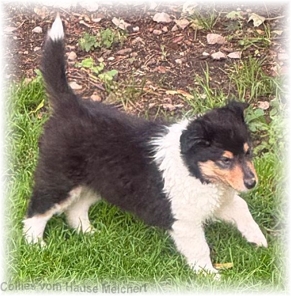 Collies vom Hause Melchert