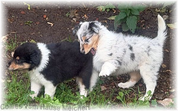 Collies vom Hause Melchert