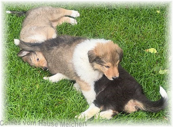 Collies vom Hause Melchert