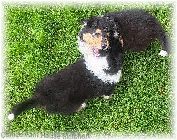 Collies vom Hause Melchert