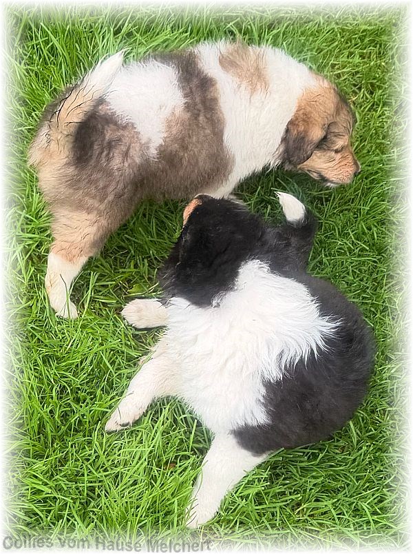 Collies vom Hause Melchert
