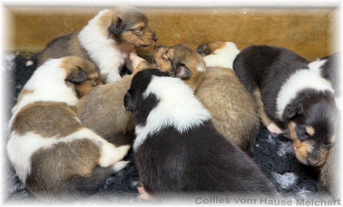 Melchert Collies