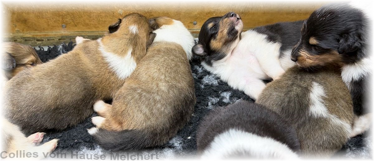 Melchert Collies