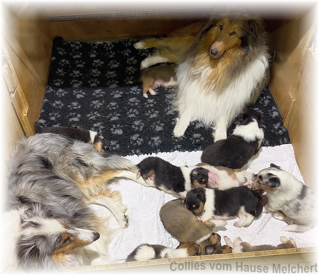 Melchert Collies