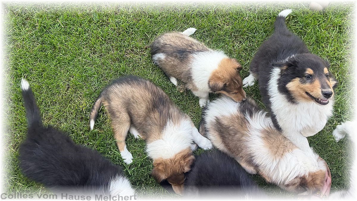 Collie Welpen vom Hause Melchert