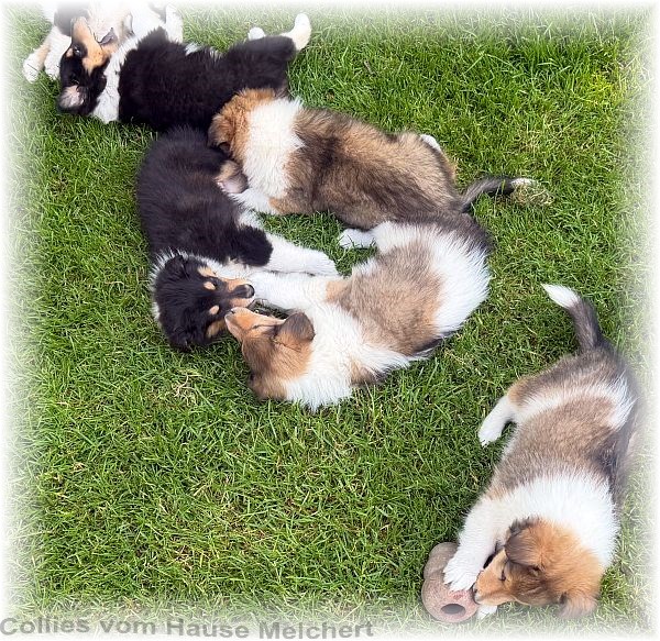 Collie Welpen vom Hause Melchert
