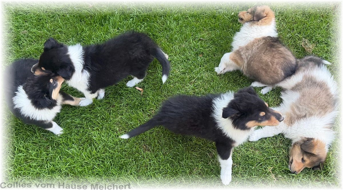 Collie Welpen vom Hause Melchert