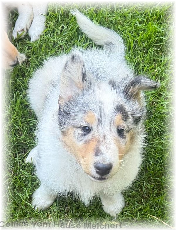 Collie Welpen vom Hause Melchert