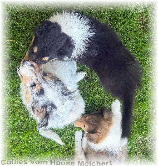Collie Welpen vom Hause Melchert
