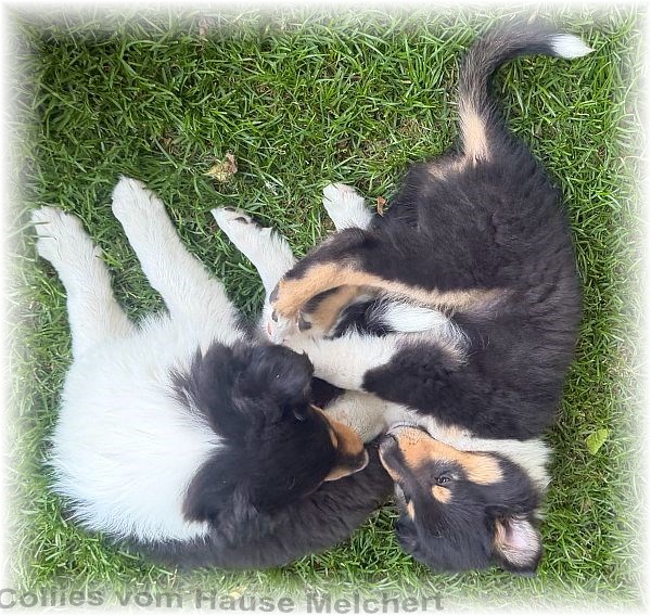 Collie Welpen vom Hause Melchert
