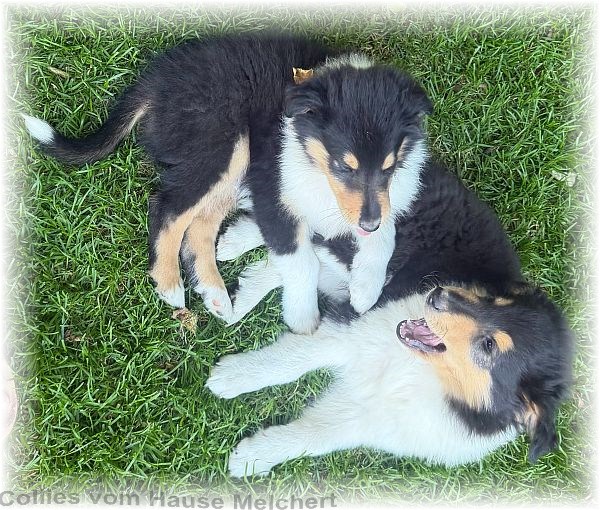 Collie Welpen vom Hause Melchert