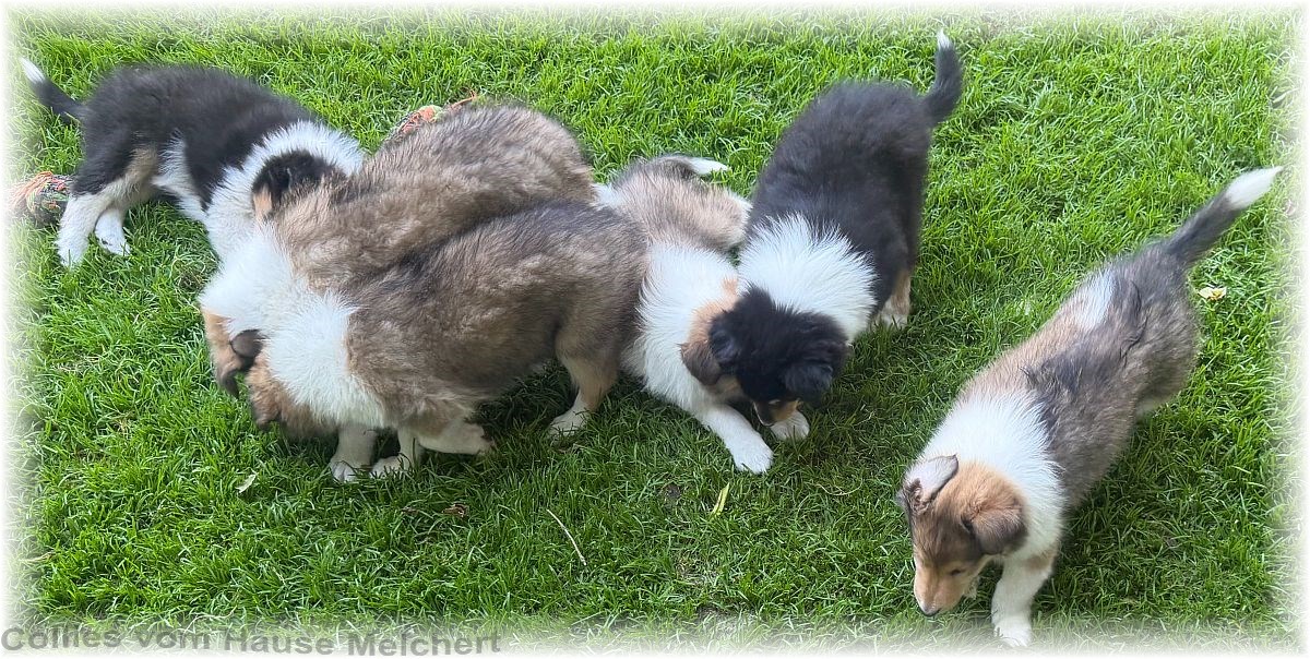 Collie Welpen vom Hause Melchert