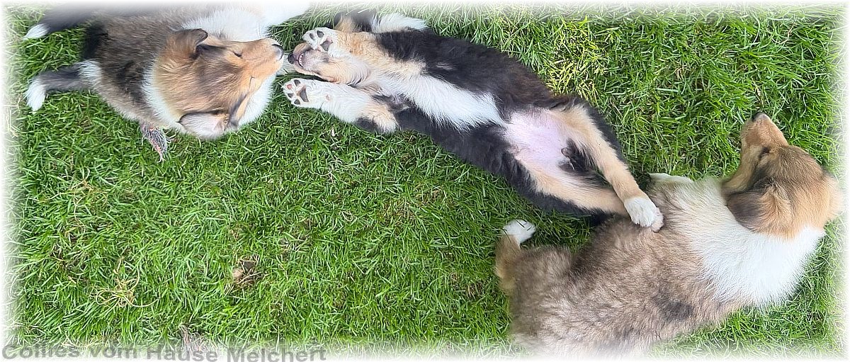 Collie Welpen vom Hause Melchert
