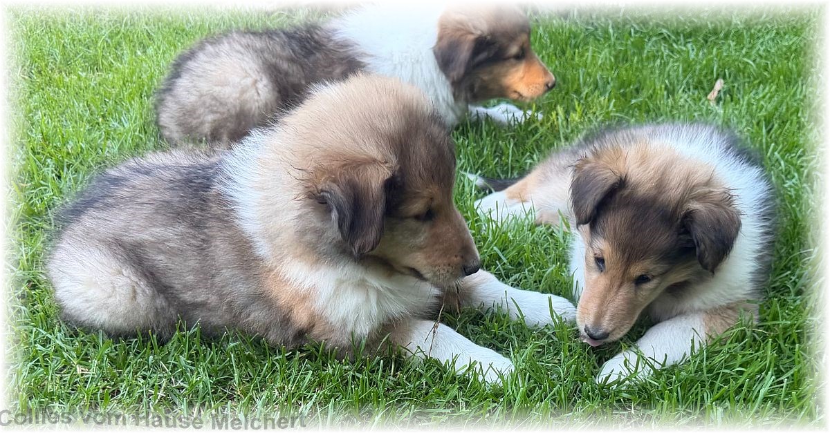 Collie Welpen vom Hause Melchert