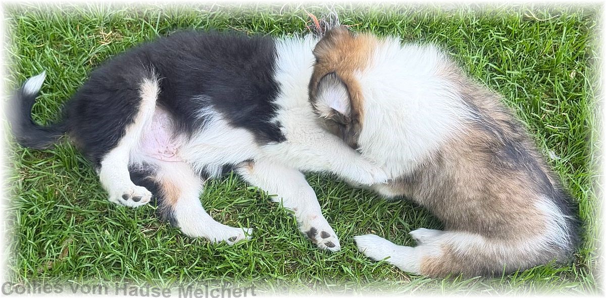 Collie Welpen vom Hause Melchert