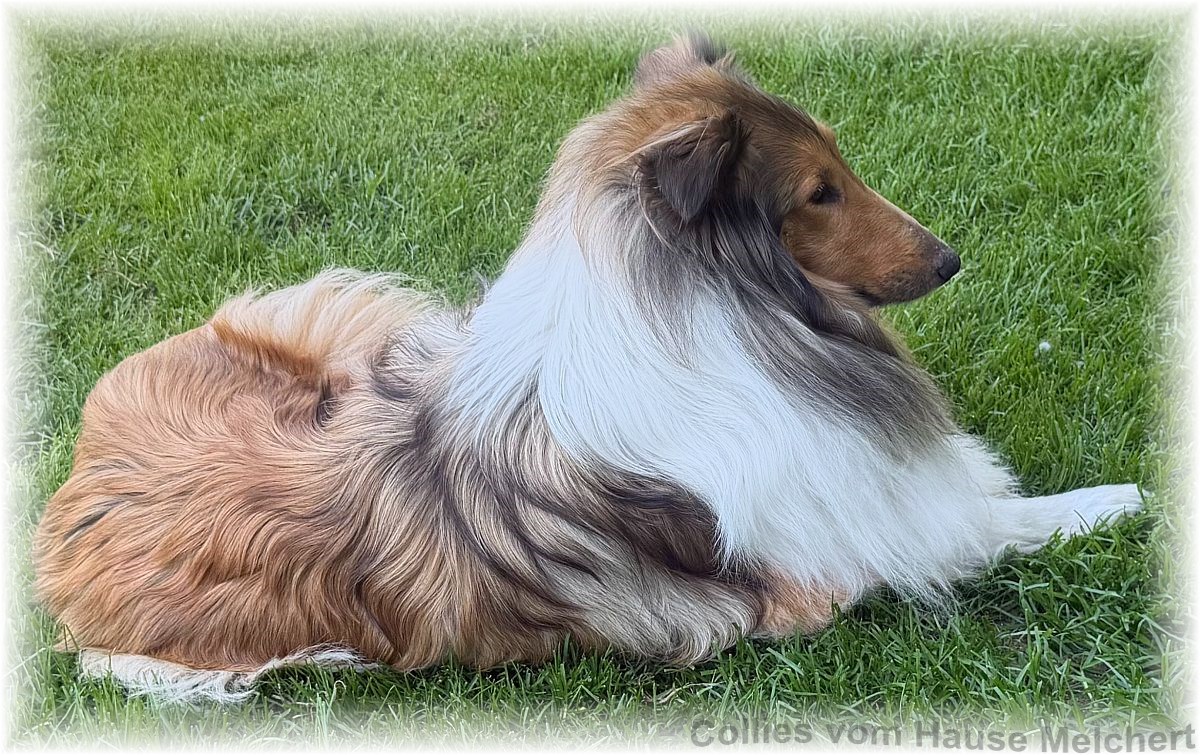 Collie Welpen vom Hause Melchert