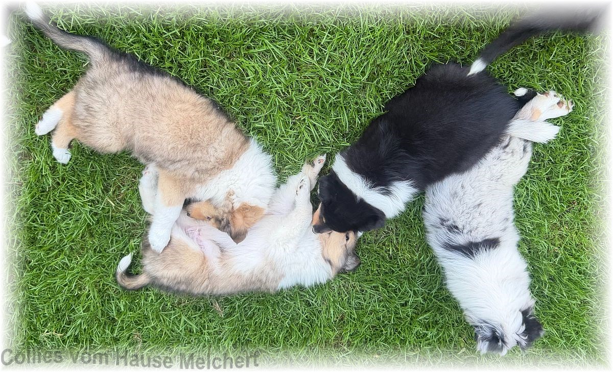 Collie Welpen vom Hause Melchert