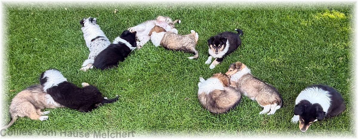 Collie Welpen vom Hause Melchert