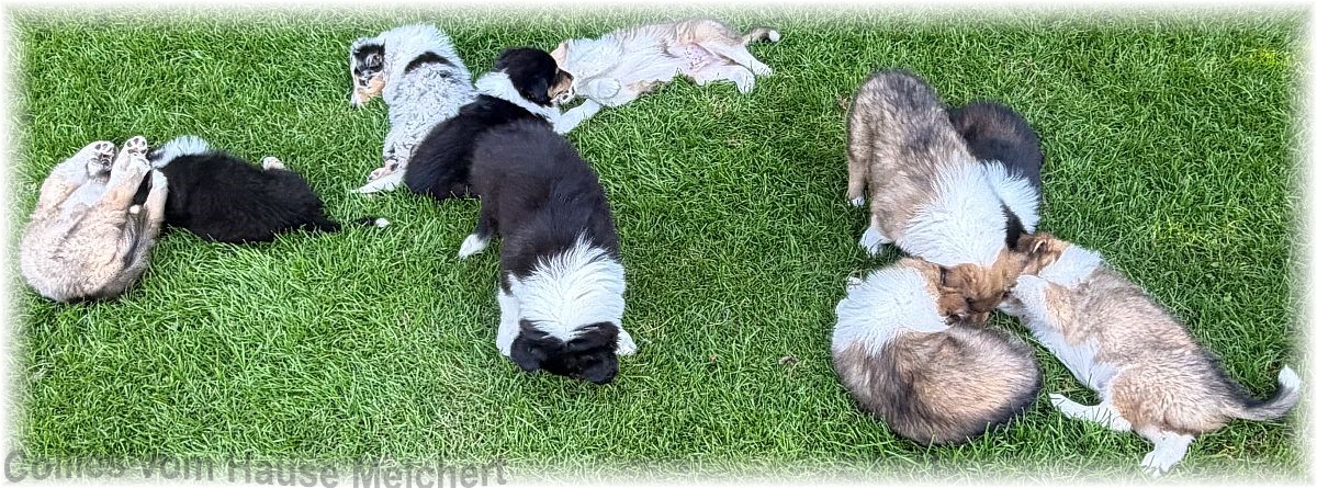 Collie Welpen vom Hause Melchert