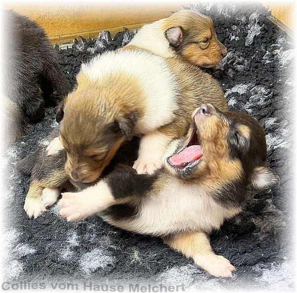 Collies vom Hause Melchert