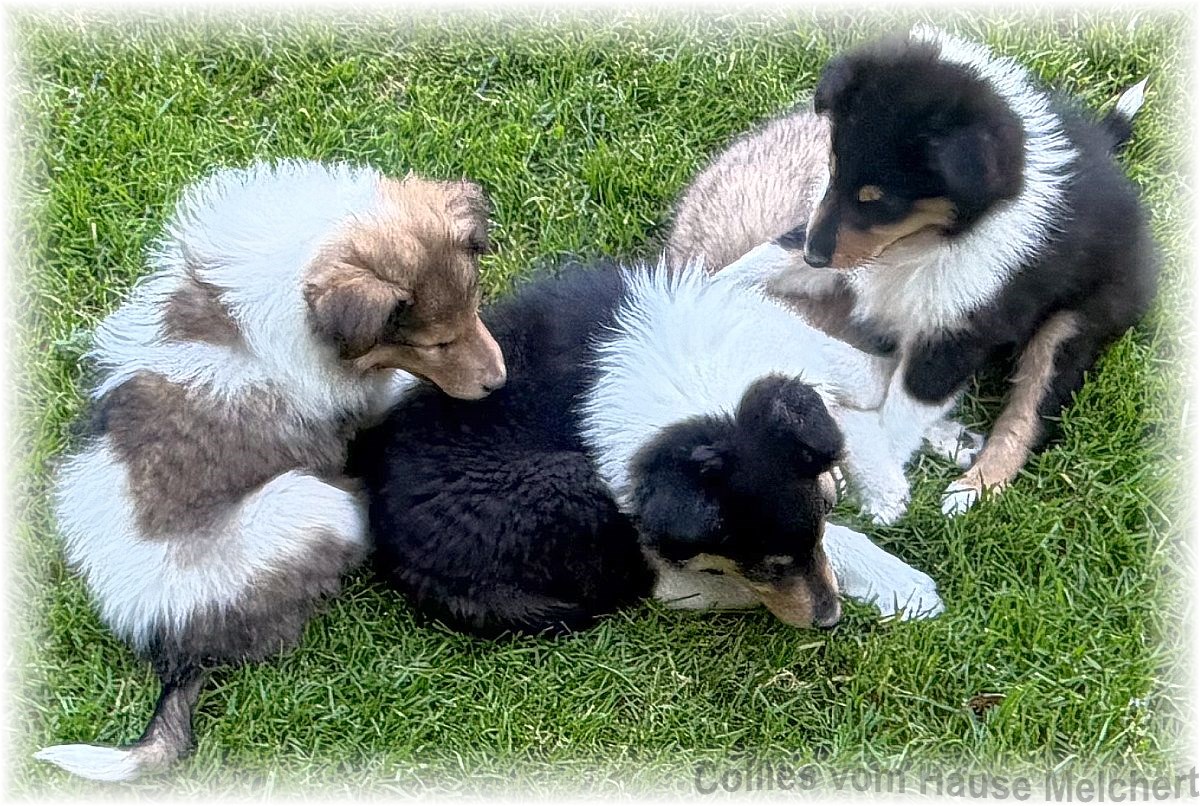 Collie Welpen vom Hause Melchert