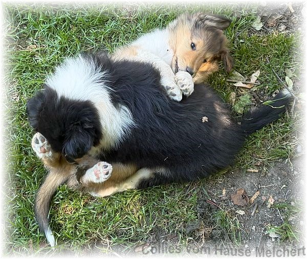 Collie Welpen vom Hause Melchert