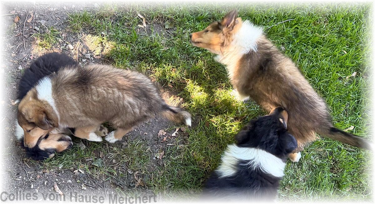 Collie Welpen vom Hause Melchert