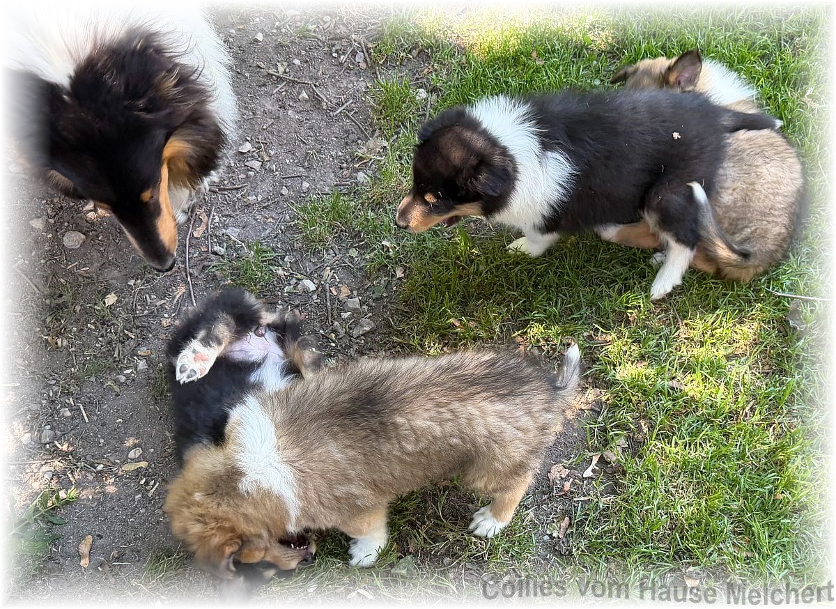 Collie Welpen vom Hause Melchert