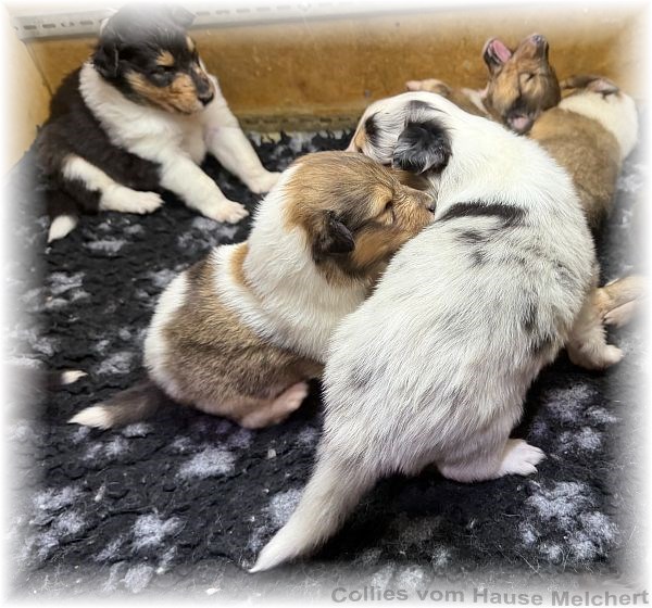 Collies vom Hause Melchert