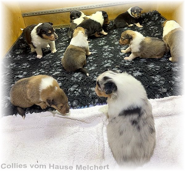 Collies vom Hause Melchert