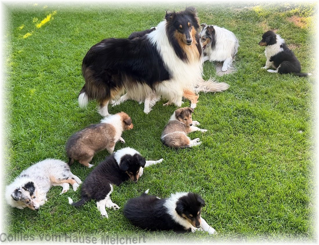 Melchert Collies
