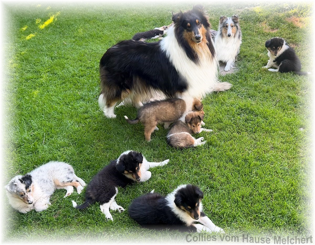Collie Welpen vom Hause Melchert