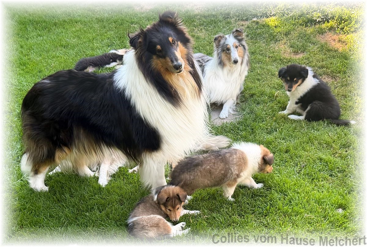 Collie Welpen vom Hause Melchert