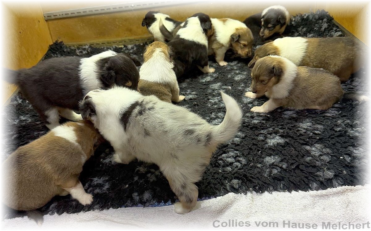 Melchert Collies