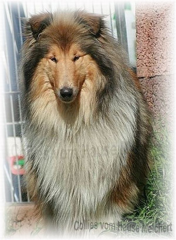 Collie Hündin aus amerikanischen Linien in Deutschland