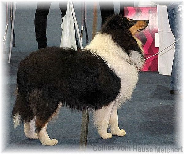 Collie Rüde tricolour
